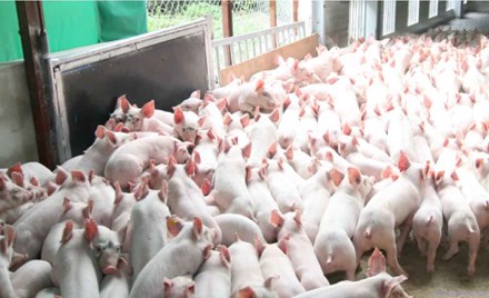Quảng Ninh bàn cách “giải cứu” người nuôi lợn - 1
