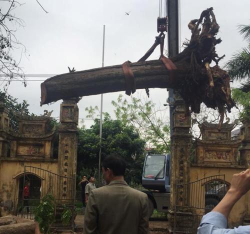 Đại gia gỗ Đồng Kỵ tiết lộ sốc vụ mua cây sưa 200 tuổi ở Đông Cốc - 1