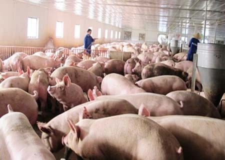 Được giải cứu, giá lợn hơi tăng nhanh 5.000- 7.000 đồng/kg - 1