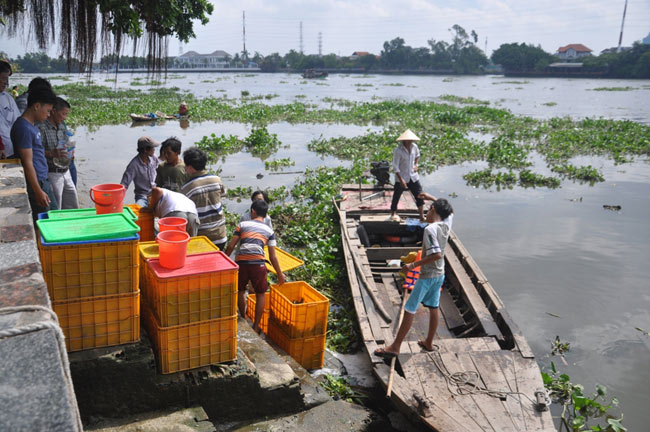 Cá phóng sinh lễ Phật Đản chưa kịp bơi đã bị chích điện - 9