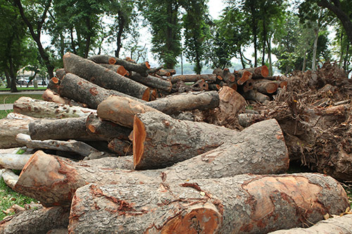 Hà Nội chặt hạ hàng loạt cây xà cừ trong Công viên Thống Nhất - 3