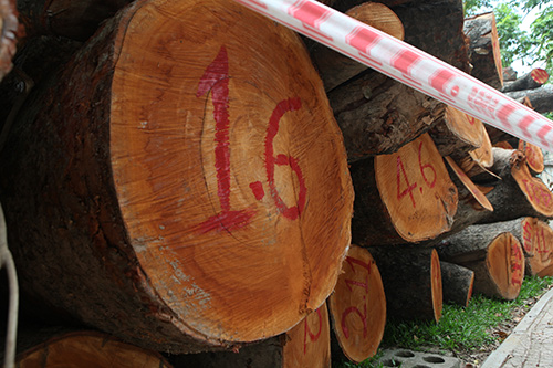 Hà Nội chặt hạ hàng loạt cây xà cừ trong Công viên Thống Nhất - 5