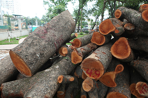 Hà Nội chặt hạ hàng loạt cây xà cừ trong Công viên Thống Nhất - 7