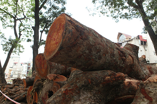 Hà Nội chặt hạ hàng loạt cây xà cừ trong Công viên Thống Nhất - 9