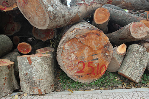 Hà Nội chặt hạ hàng loạt cây xà cừ trong Công viên Thống Nhất - 8