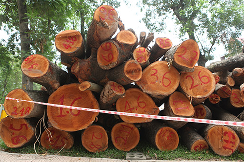 Hà Nội chặt hạ hàng loạt cây xà cừ trong Công viên Thống Nhất - 6