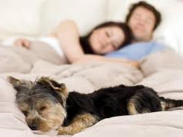 Ngủ cùng vật nuôi gây hại cho sức khỏe thế nào?