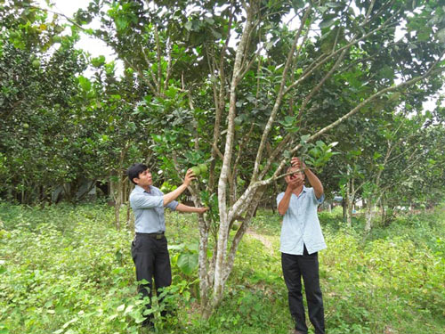 Bưởi lạ trồng đất quen-dân Đà thành kiếm bộn tiền tiêu - 3