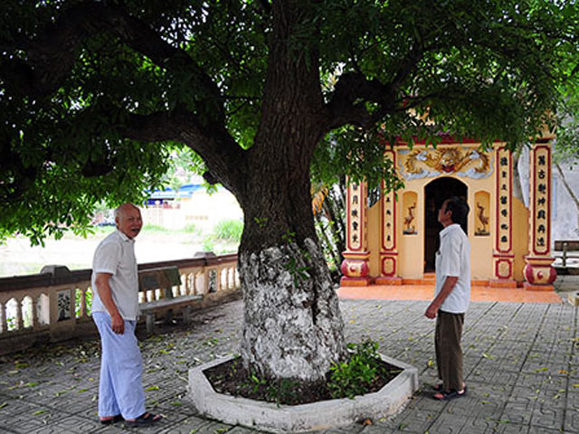 Cận cảnh 4 “cụ cây” được trả tiền tỉ cũng không bán ở Đồng Tâm
