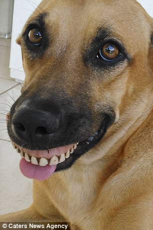 Chú chó nổi tiếng vì có hàm...răng người - 1