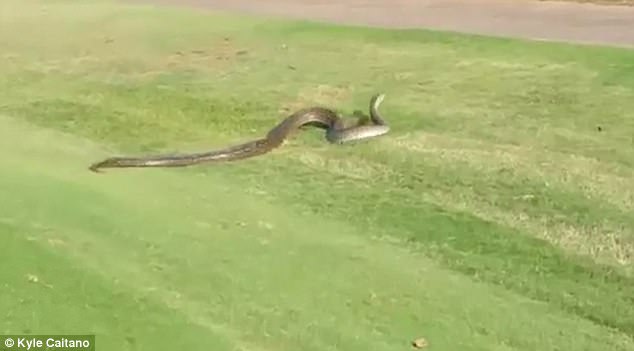 Video: Trăn &#34;khủng&#34; dài 4 mét đại náo sân golf ở Nam Phi - 1