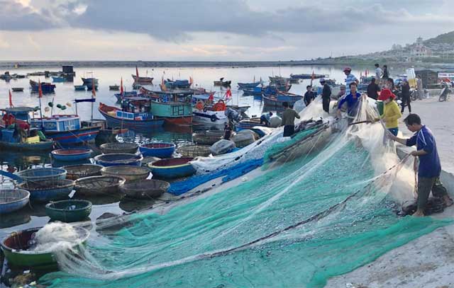 Quảng Ngãi: Chèo thúng đi đánh cá cơm quế kiếm tiền triệu/buổi - 1