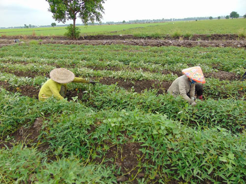 Trồng khoai lang trên đất lúa thu lãi trên 10 triệu đồng/công - 2