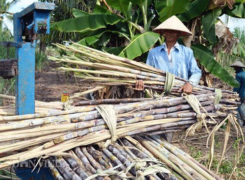 Không thể sống với cây mía, nông dân Cà Mau &#34;xé rào&#34; nuôi tôm - 1