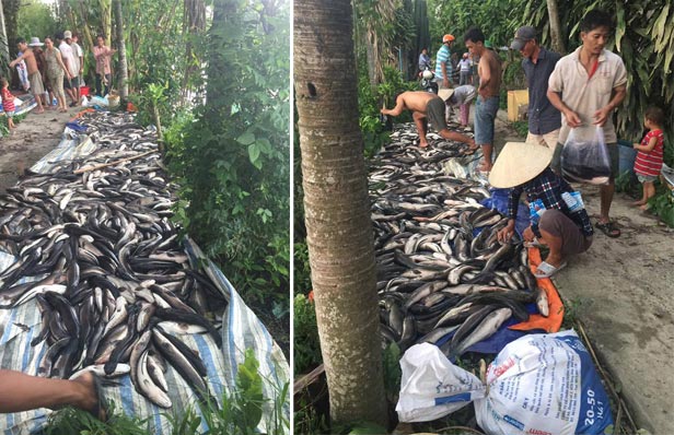 Điều tra vụ cá lóc chết hàng loạt, nghi bị đầu độc ở Kiên Giang - 1