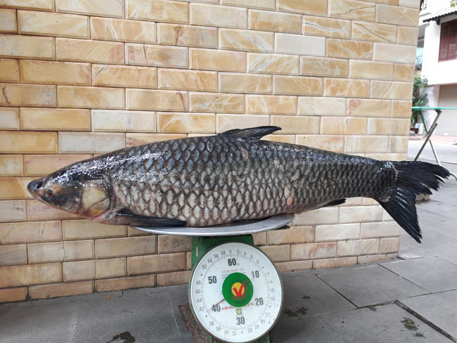 Cần thủ câu được cá trắm đen “khủng” 41kg ở lòng hồ sông Đà - 1