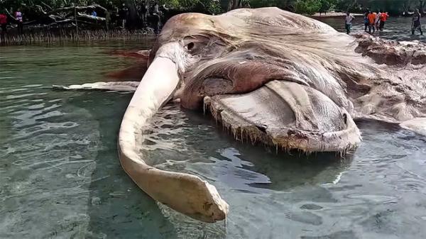 Sự thật quái vật khổng lồ trôi dạt vào bờ biển Indonesia - 1
