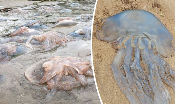 Ngàn con sứa khổng lồ trôi dạt bờ biển Anh - 1