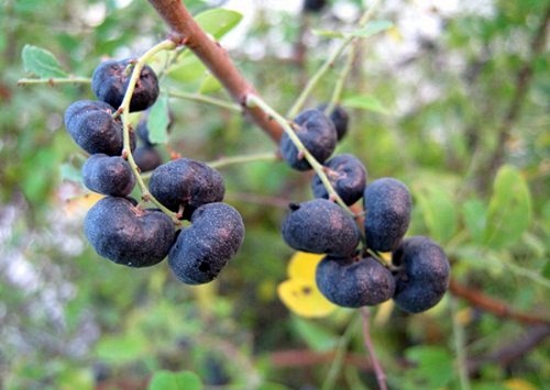 Tác dụng bất ngờ của cây phèn đen - 1