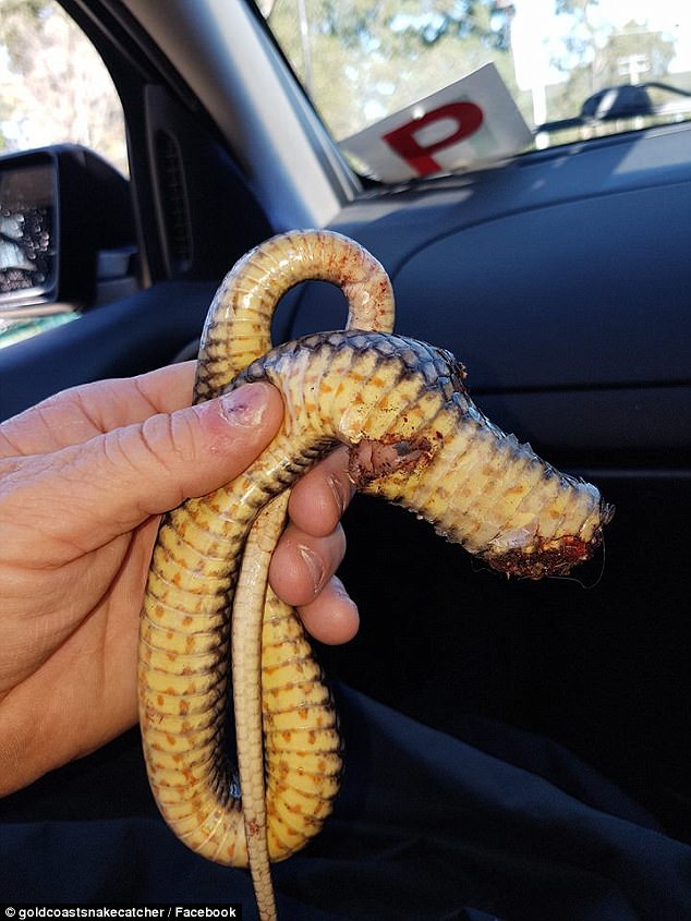 Úc: Dùng xẻng chặt đầu rắn độc vì cả gan giết chó nhà - 1