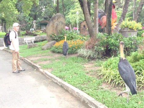 Mỗi con hổ ở Thảo Cầm Viên 'xơi' 1 triệu đồng/ngày - 1