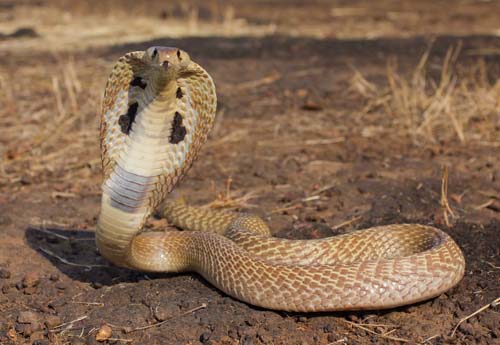 Malaysia: Dân khiếp hãi vì hổ mang chúa khổng lồ dài 6m - 2