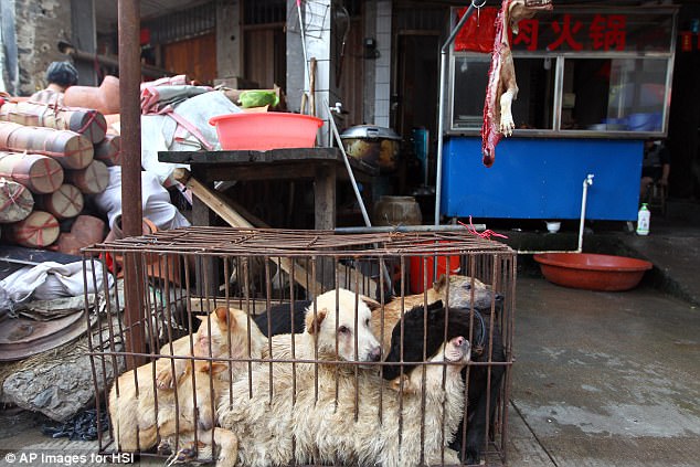 Cấm bán thịt chó trong lễ hội khét tiếng nhất Trung Quốc - 1