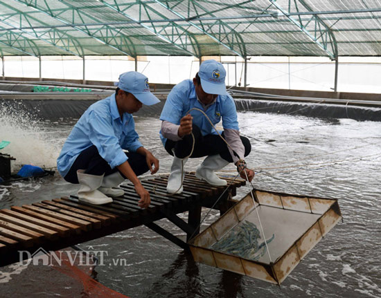 Bạc Liêu &#34;mơ&#34; thành vựa tôm công nghiệp lớn nhất nước - 1