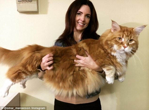 Mèo khổng lồ dài 1m20 nhất thế giới, thích ăn thịt kangaroo - 1