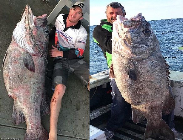 Úc: Đi câu cá 3kg, bắt được &#34;quái vật&#34; khổng lồ 70kg - 1