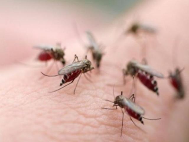 'Muỗi quý tộc' tấn công trên 6.500 dân TP.HCM