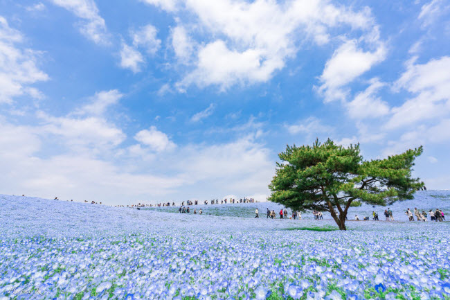 Say đắm trước hàng triệu bông hoa mắt xanh bung nở ở Nhật - 1