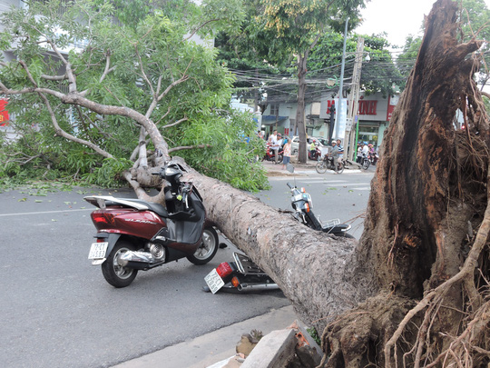 Cây xanh bật gốc tại ngã tư, đè nát 2 xe máy - 2