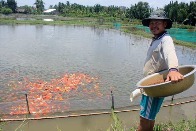 Lão nông canh con nước “độc” nuôi cá cảnh, thu cả trăm triệu/tháng - 1