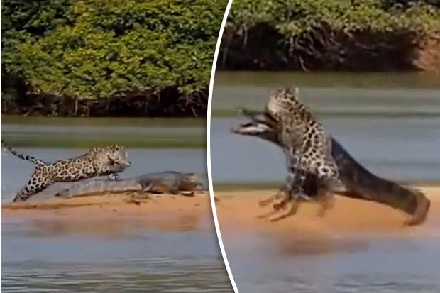 Video: Báo đốm sát thủ hạ gục cá sấu bằng đòn chí mạng - 1