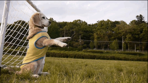 Ảnh động: Hài hước với những chú cún đam mê thể thao - 1