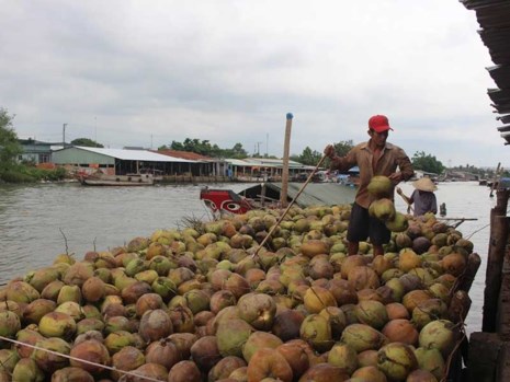Xứ dừa Bến Tre phải… nhập khẩu dừa - 1