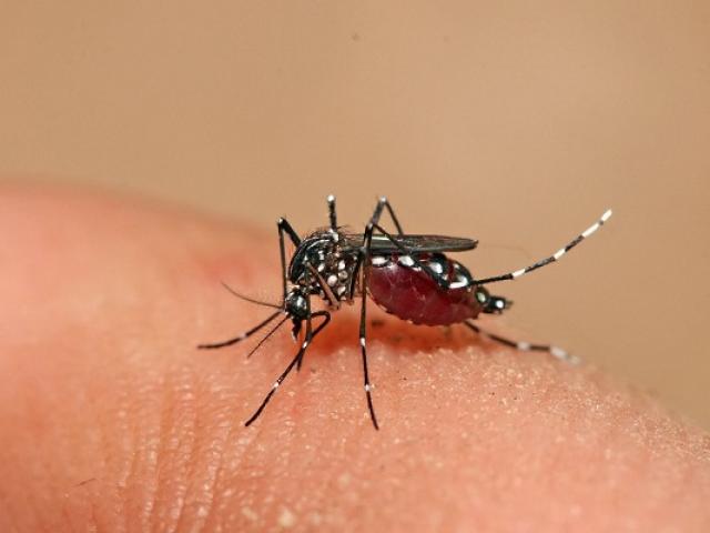 Tại sao trong 2 ngày đầu khó nhận biết bệnh sốt xuất huyết?