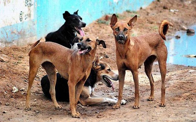 Đàn chó ăn xác chủ vì bị bỏ đói 5 tháng ở Tây Ban Nha - 1