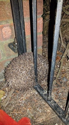 Nhím béo phì mắc kẹt trong hàng rào không thể thoát thân - 2