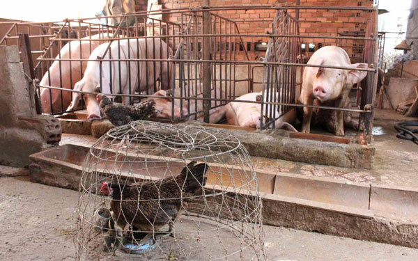 Hậu giải cứu lợn: Không phải cứ chăn nuôi lợn giỏi là thắng - 1