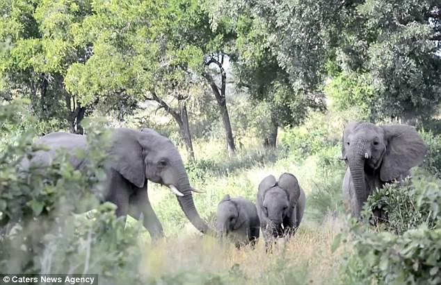 Gặp đối thủ tí hon, đàn voi châu Phi sợ hãi chạy tán loạn - 1