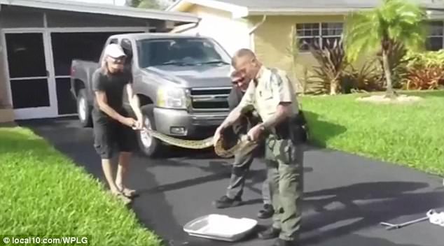 Mỹ: Chiến đấu với trăn hung tợn bằng chổi và vỏ gối - 2