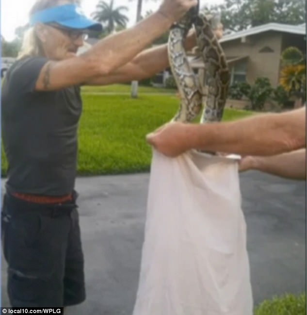 Mỹ: Chiến đấu với trăn hung tợn bằng chổi và vỏ gối - 4