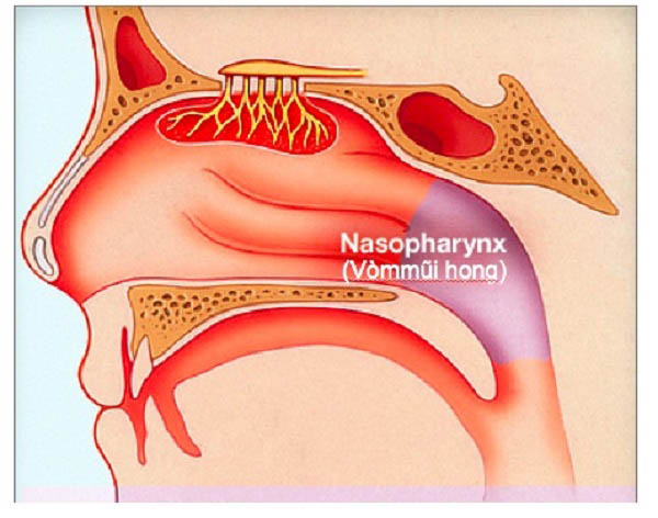 Lo ngay ngáy khi biết nguyên nhân và dấu hiệu ung thư vòm họng - 2