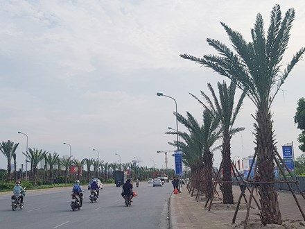 Dừng cắt cỏ, Hà Nội trồng cây to suốt dọc Đại lộ Thăng Long - 1