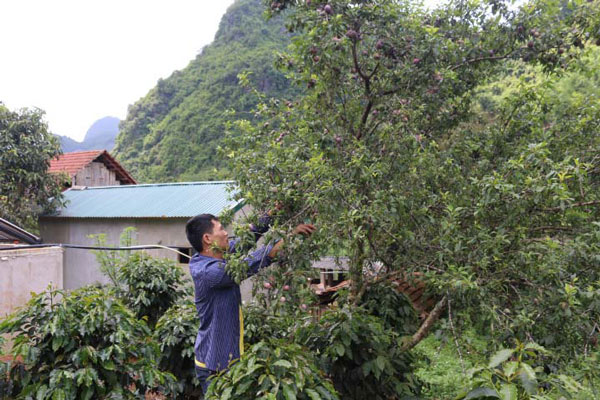 Sơn La: Nông dân vui vì... mận hậu mất mùa, nhưng được giá - 2