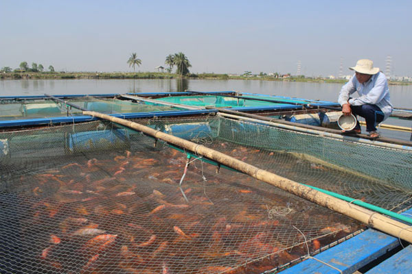 Vì sao nuôi cá lồng lãi cao, nhưng nông dân Đà Nẵng vẫn phập phồng lo lắng? - 1