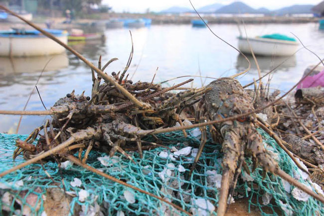 Phú Yên: Tôm hùm chết dọc bãi biển, thiệt hại trên trăm tỷ đồng - 1