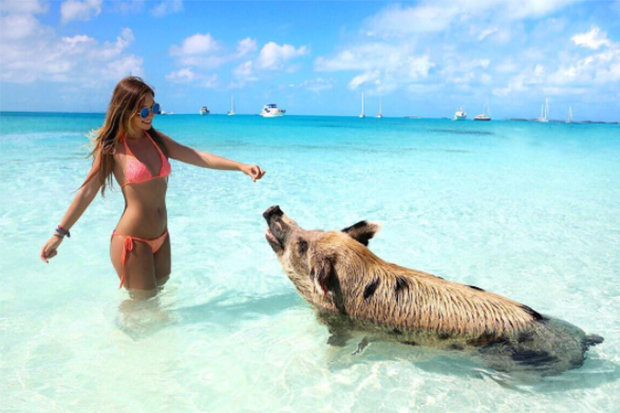 Cô gái Đức mặc bikini hối hận vì chụp ảnh cùng đàn cá mập - 1